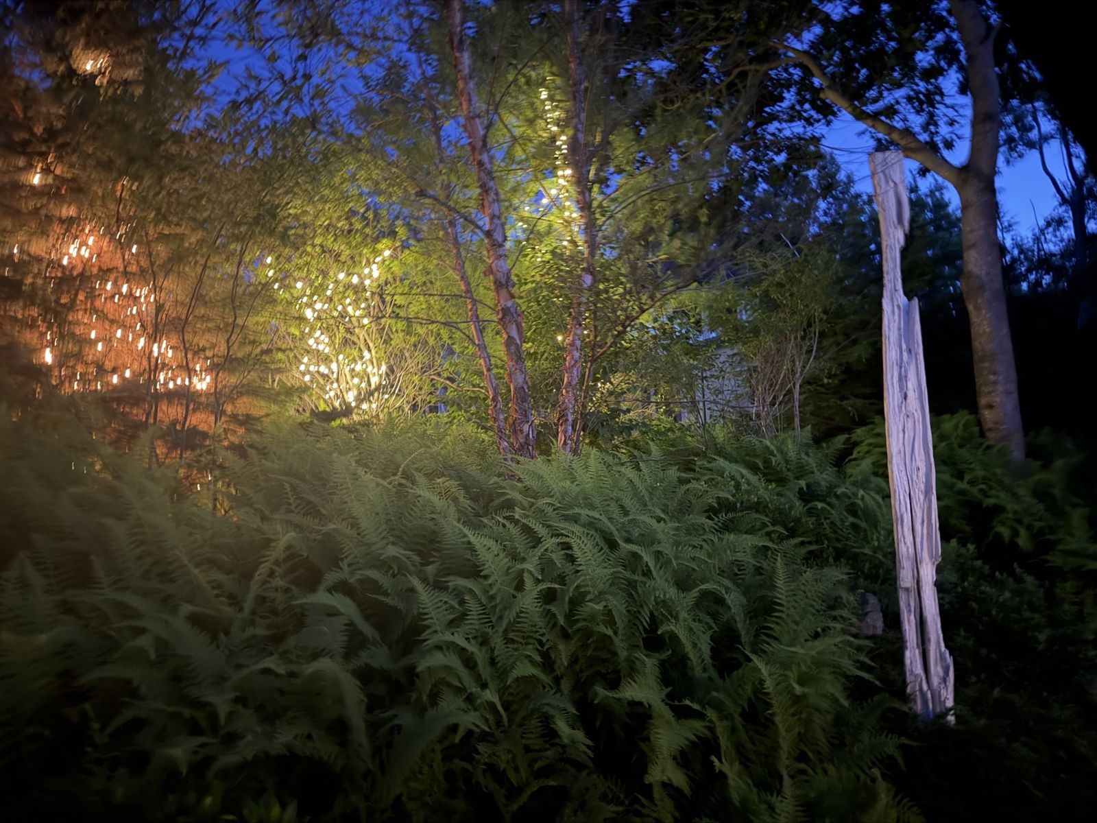 Birches strung with lights above a bed of ferns at dusk