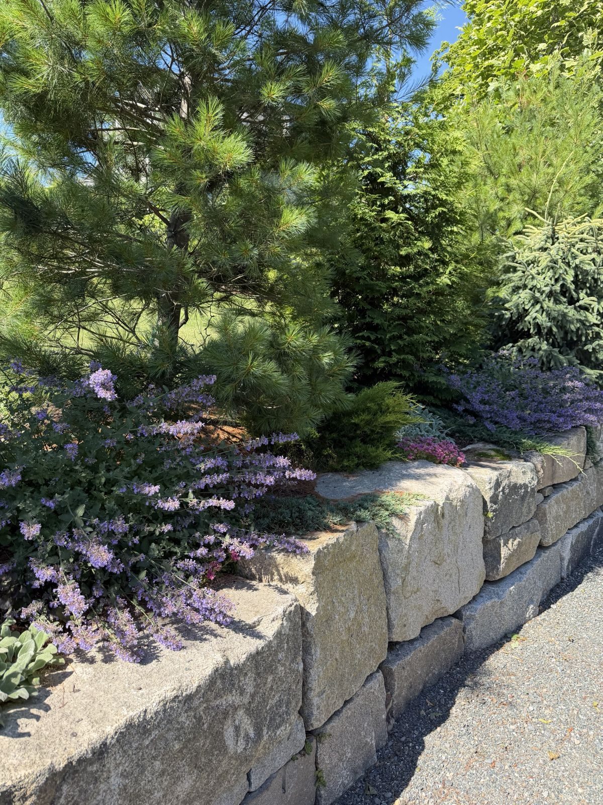 Granite wall overflowing with catmint beneath white pines
