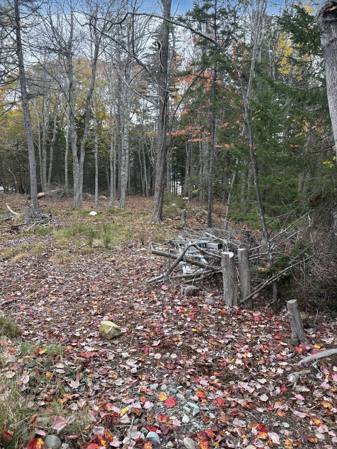 Wooded lot at 217 Seawall Road in autumn, maples and spruce over a leaf-covered clearing