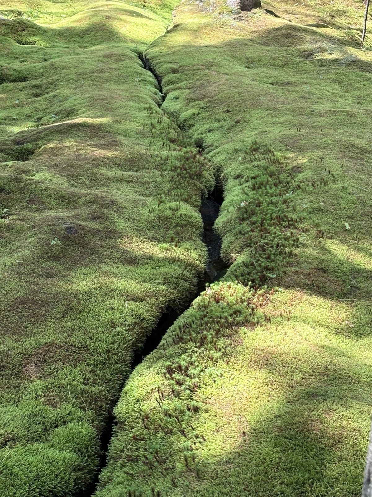 A carpet of moss split by a narrow channel, dappled with sun